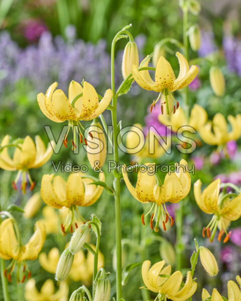 Lilium Golden Morning Lilium Golden Morning