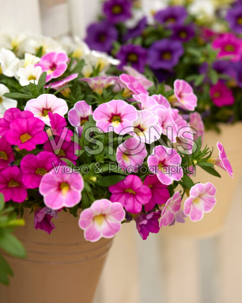 Calibrachoa Calipetite® Pink Splash, Rose