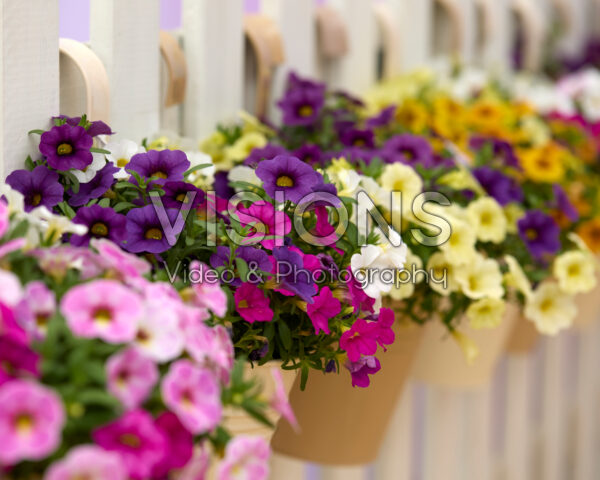 Calibrachoa Calipetite® collectie