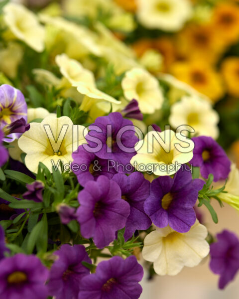 Calibrachoa Calipetite® Blue, Lime