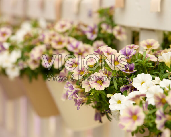 Calibrachoa Calipetite® White, Blue Vein Calibrachoa Calipetite® White, Blue Vein