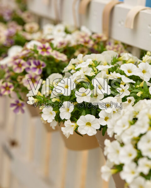 Calibrachoa Calipetite® White, Blue Vein Calibrachoa Calipetite® White, Blue Vein