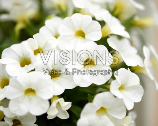 Calibrachoa Calipetite® White