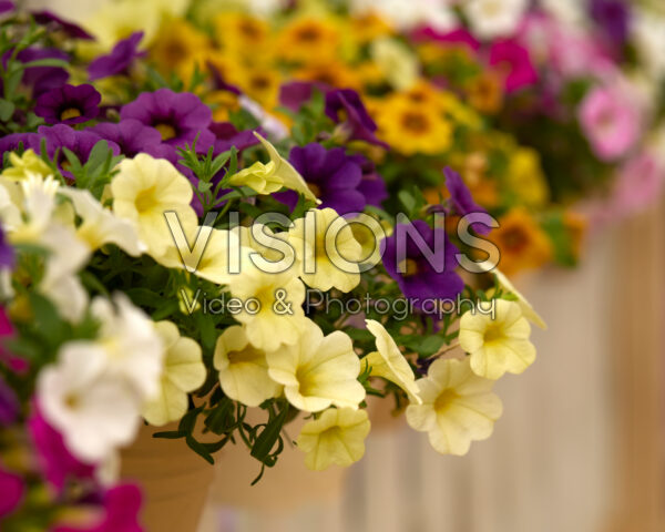 Calibrachoa Calipetite® Lime Calibrachoa Calipetite® Lime