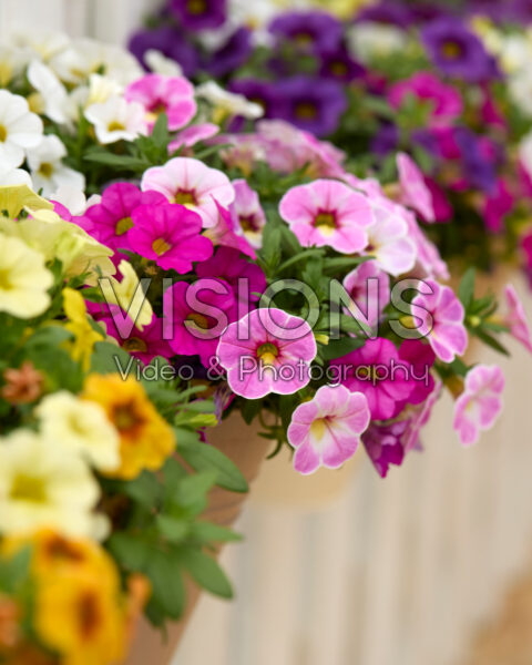 Calibrachoa Calipetite® Pink Splash, Rose