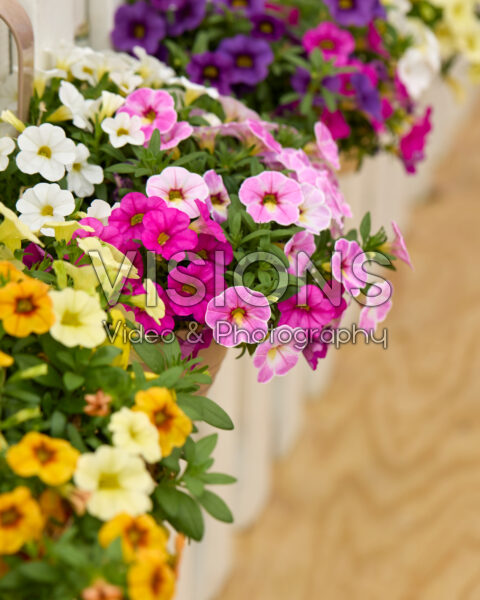 Calibrachoa Calipetite® collectie