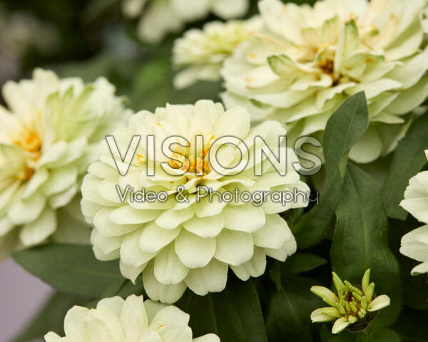 Zinnia Profusion Double White Imp.
