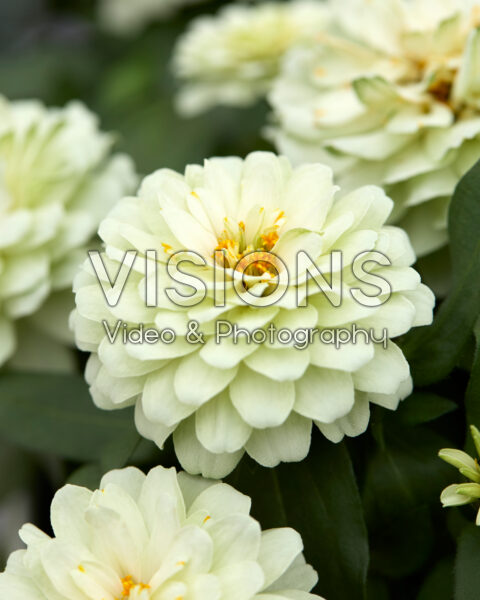 Zinnia Profusion Double White Imp.
