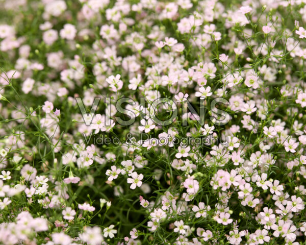 Gypsophila muralis Gypsy Imp.