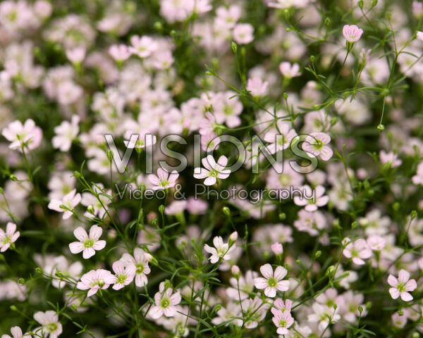 Gypsophila muralis Gypsy Imp.