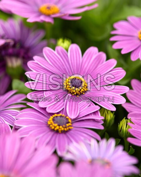 Osteospermum Cape Daisy® Lavender Blue