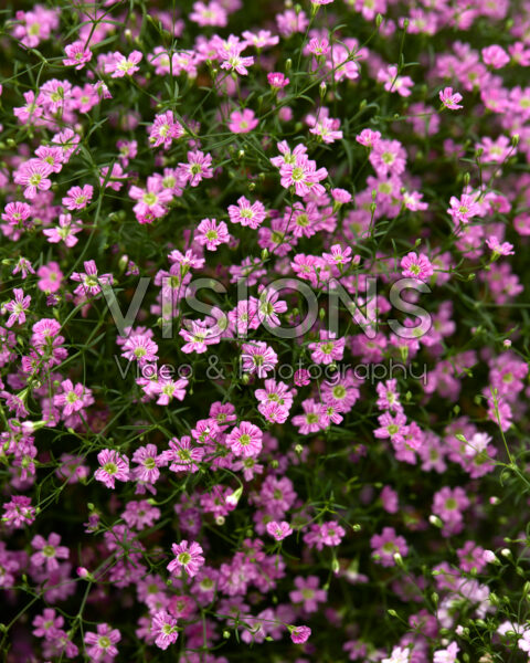 Gypsophila muralis Gypsy Deep Rose