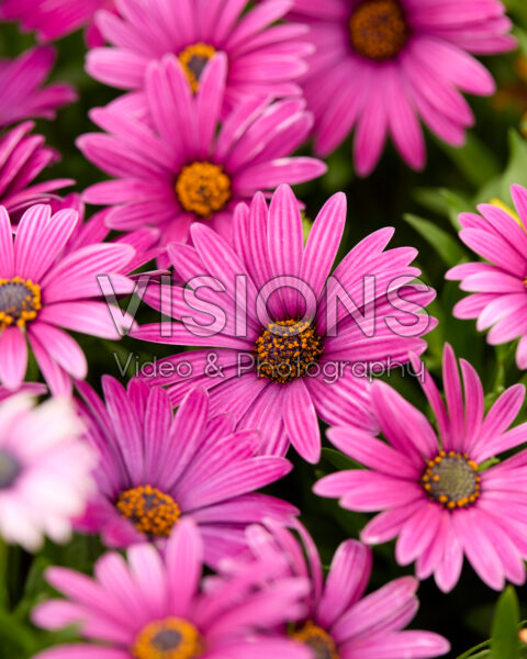 Osteospermum Cape Daisy® Zanzibar® Burgundy