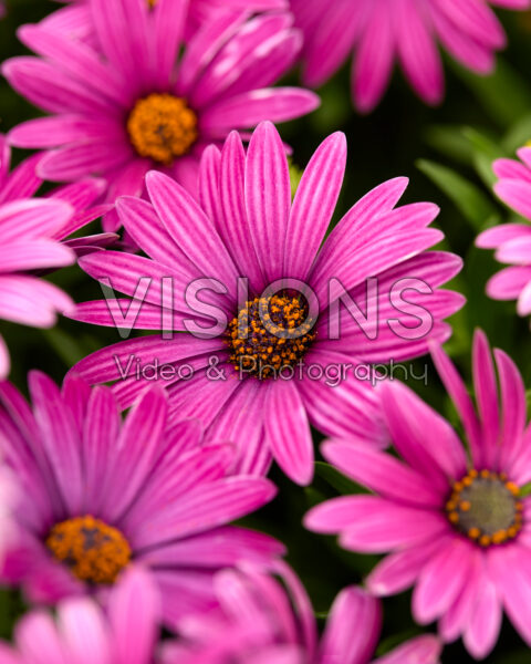 Osteospermum Cape Daisy® Zanzibar® Burgundy