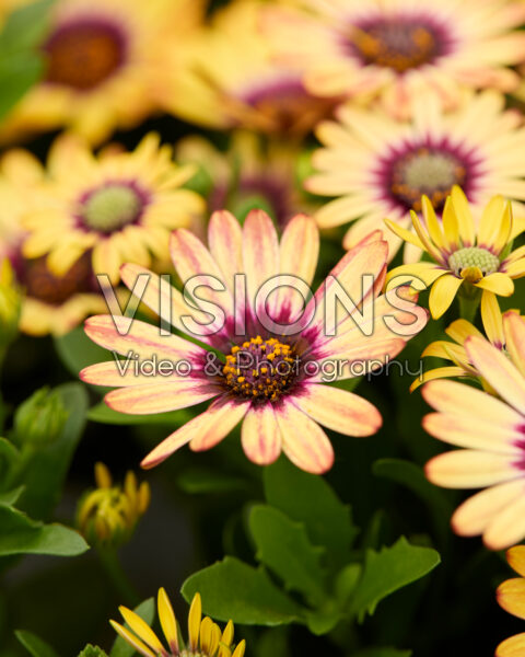 Osteospermum Cape Daisy® Zanzibar® Sunlight Purple Ring