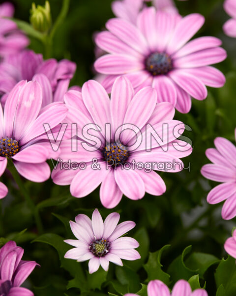 Osteospermum Cape Daisy® Zanzibar® Rose Bicolour Osteospermum Cape Daisy® Zanzibar® Rose Bicolour