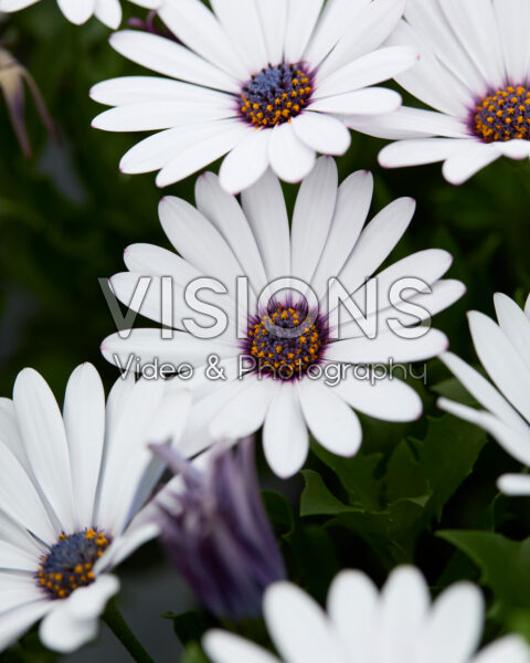 Osteospermum Cape Daisy® Zanzibar® White