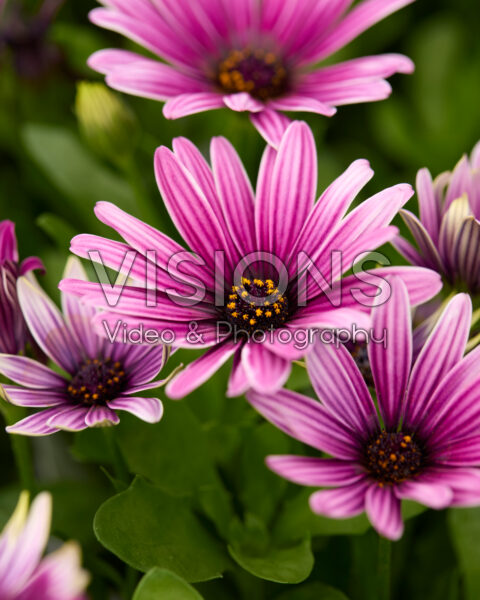 Osteospermum Cape Daisy® Zanzibar® Antique Purple