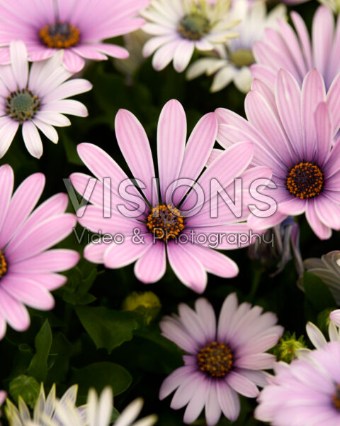 Osteospermum Cape Daisy® Antique Rose