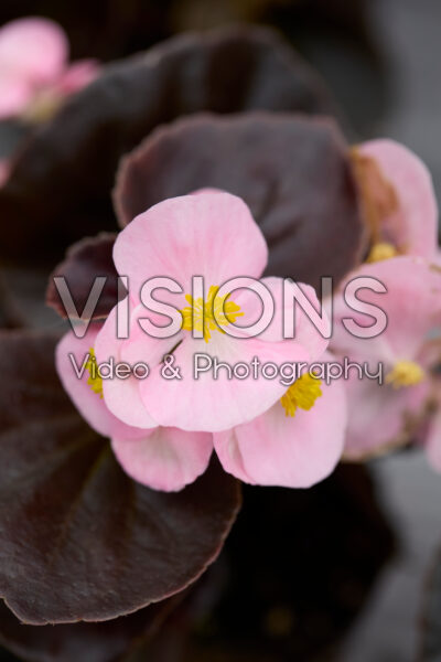Begonia Senator iQ Pink