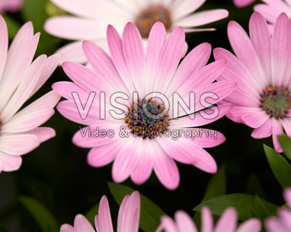 Osteospermum Cape Daisy® Pink Bicolour Imp.