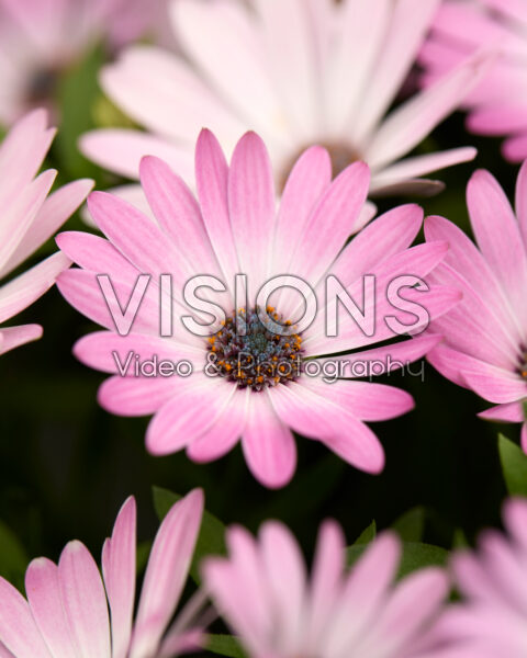 Osteospermum Cape Daisy® Pink Bicolour Imp.