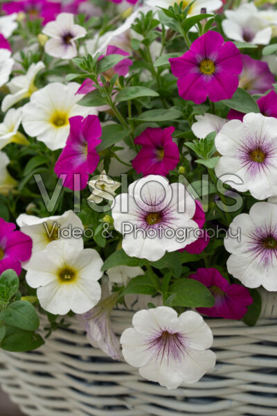Petchoa BeautiCal® gemengd