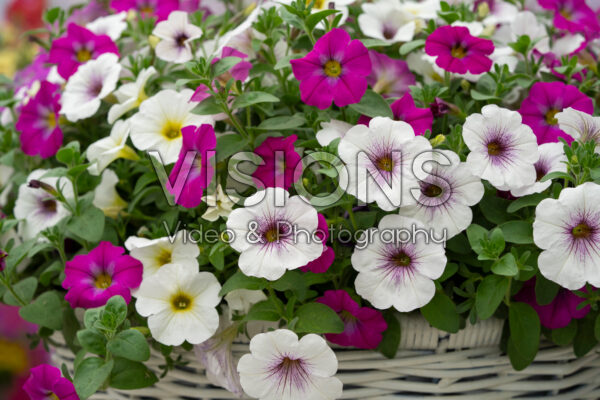 Petchoa BeautiCal® gemengd