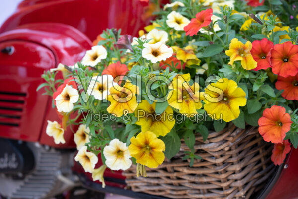 Petchoa BeautiCal® mixed