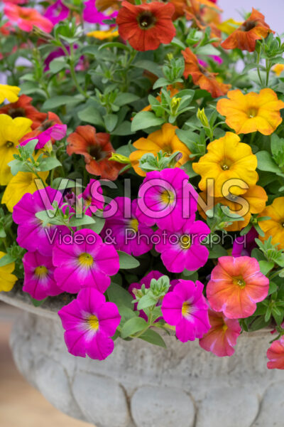 Petchoa BeautiCal® gemengd