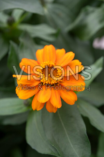 Zinnia Profusion Orange