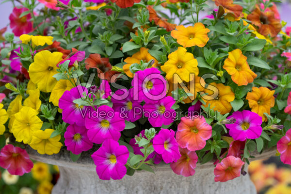 Petchoa BeautiCal® gemengd