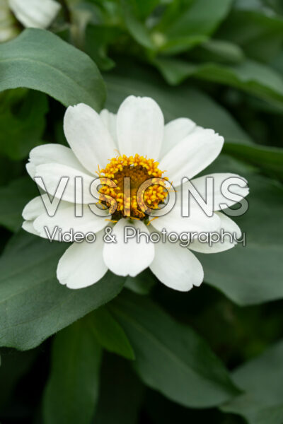 Zinnia Profusion White