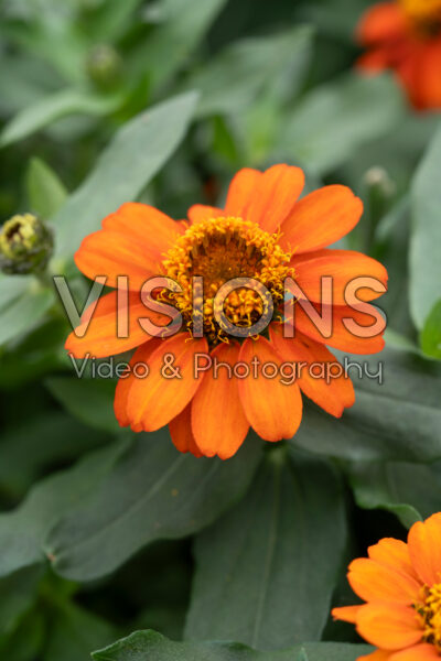 Zinnia Profusion Fire
