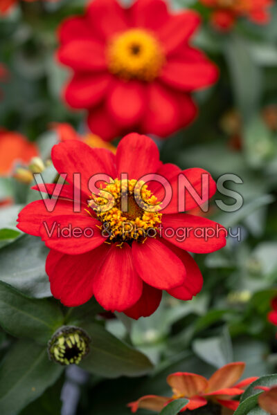 Zinnia Profusion Red