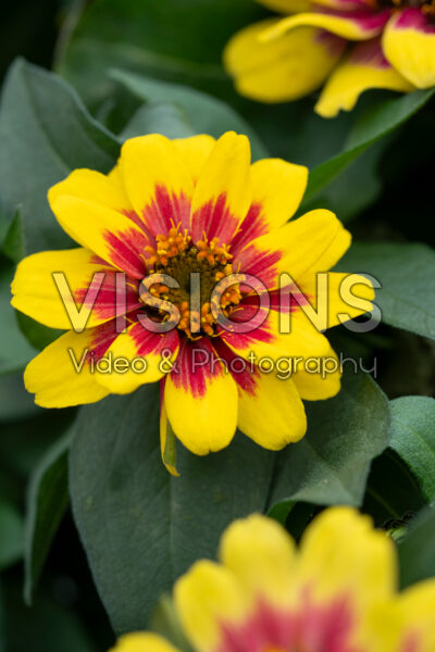 Zinnia Profusion Red Yellow Bicolour