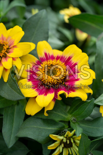 Zinnia Profusion Red Yellow Bicolour
