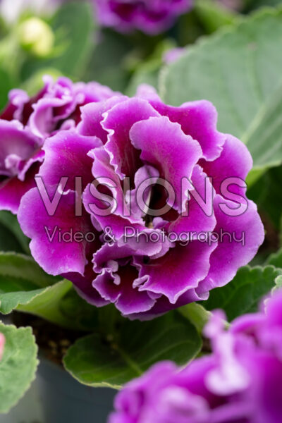 Gloxinia Brocade Blue