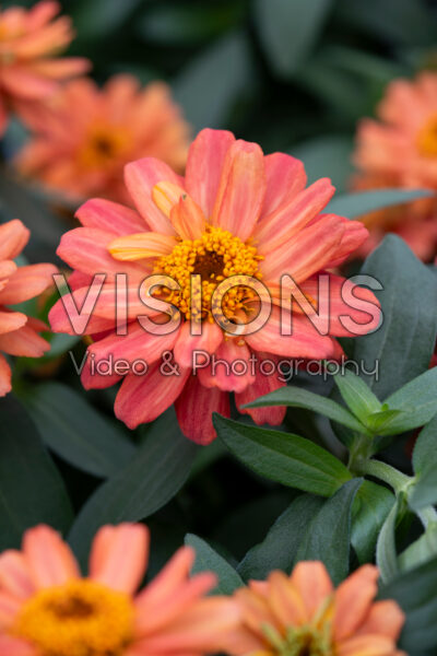 Zinnia Profusion Double Deep Salmon