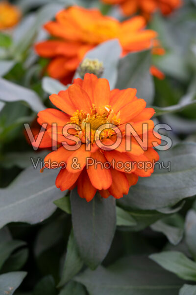 Zinnia Profusion Double Fire Imp.