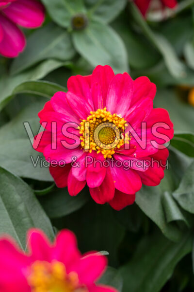 Zinnia Profusion Double Hot Cherry