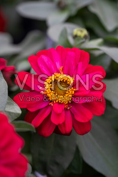 Zinnia Profusion Double Hot Cherry