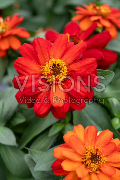Zinnia Profusion Double Red Zinnia Profusion Double Red