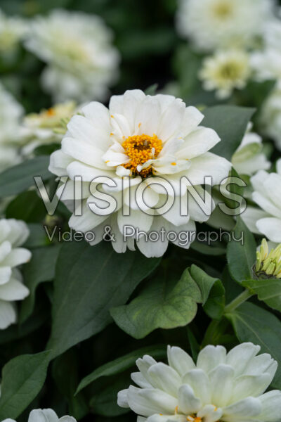 Zinnia Profusion Double White Imp.