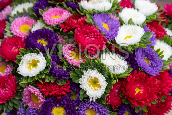 Callistephus chinensis Matsumoto mixed