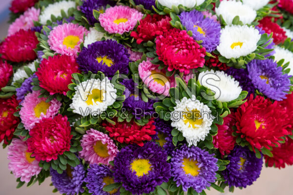 Callistephus chinensis Matsumoto mixed