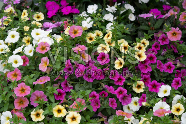 Petchoa BeautiCal® mix