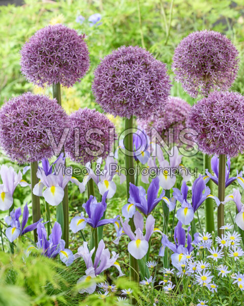 Allium en irissen gemengd Allium en irissen gemengd