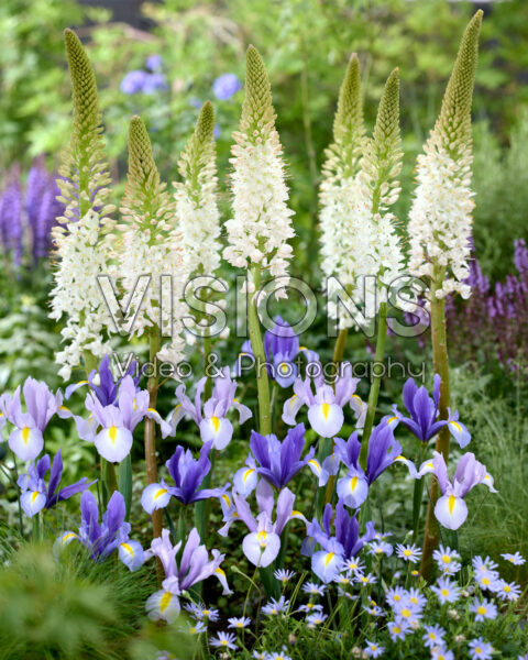 Eremurus and irisses mixed