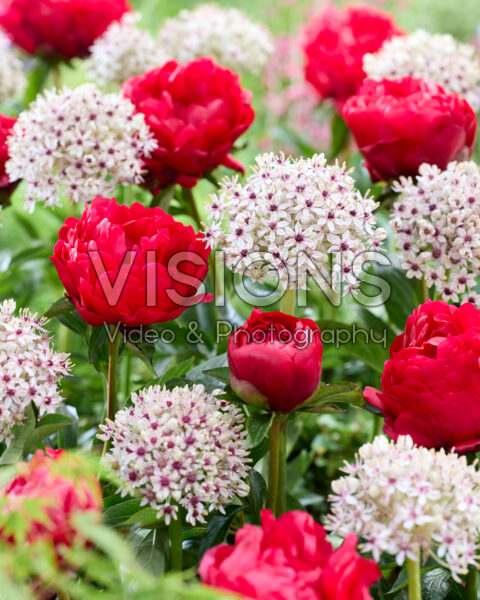 Paeonia Joyce Ellen, Allium Silver Spring